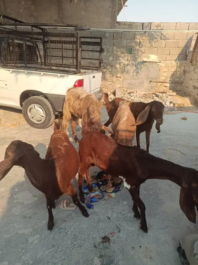 بز دسته جمعی|حیوانات مزرعه|بندر دیر, |دیوار