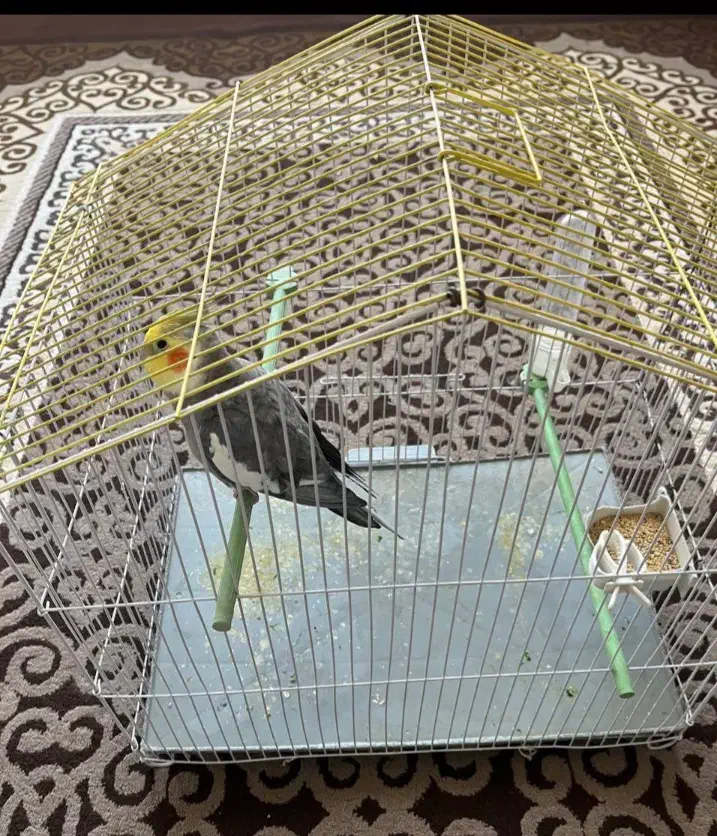 فروش عروس هلندی|پرنده|نقده, |دیوار