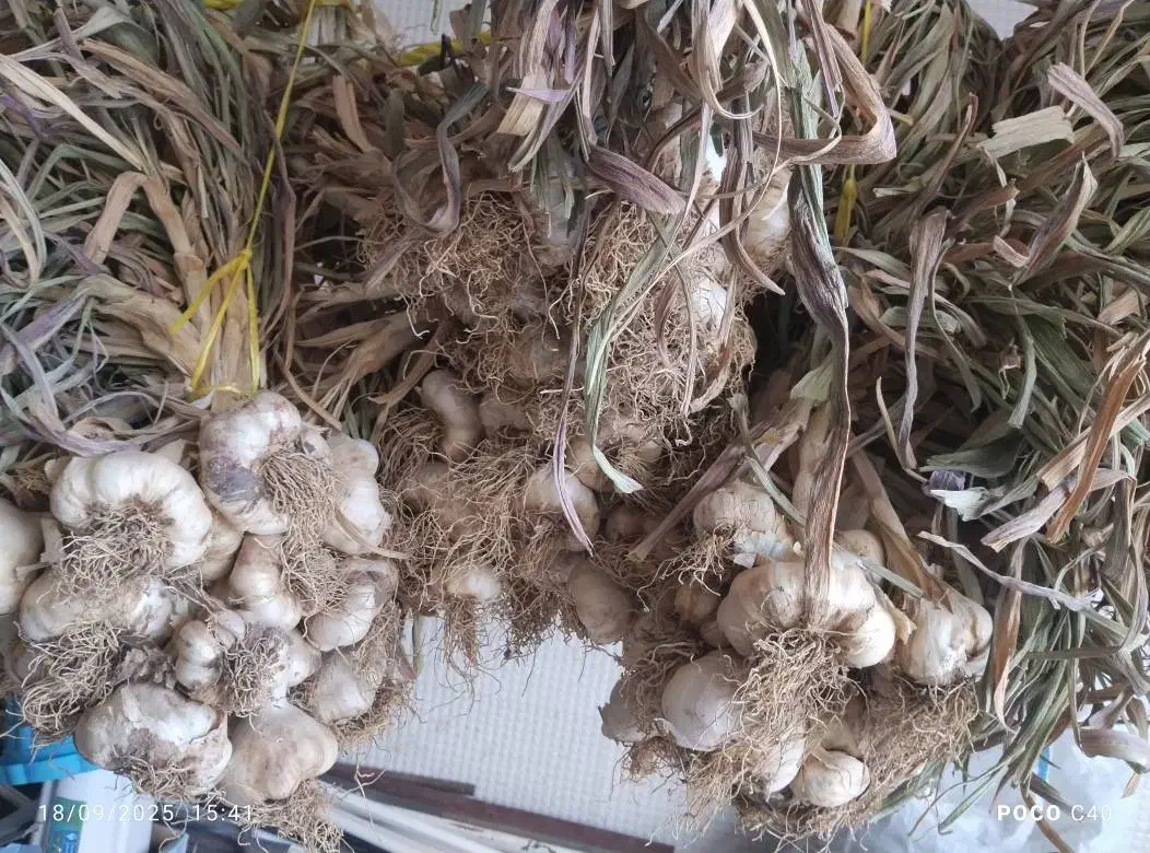 سیر تازه|خوردنی و آشامیدنی|حسین آباد, |دیوار