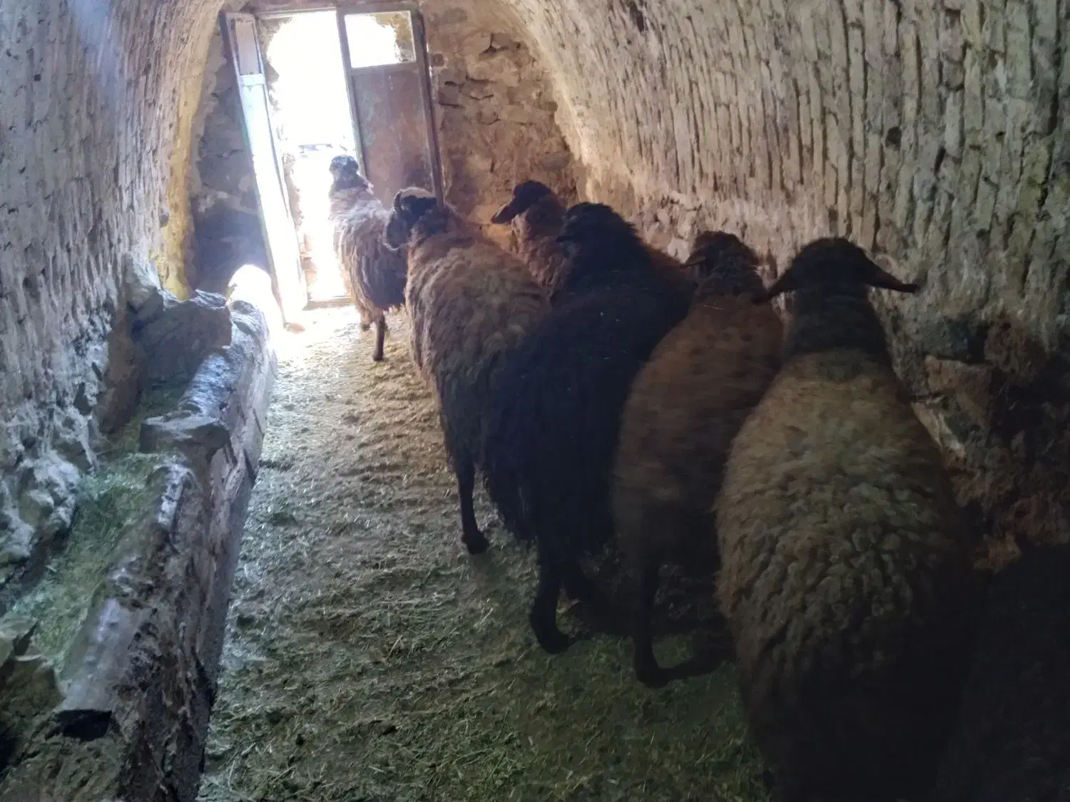 گوسفند|حیوانات مزرعه|قروه, |دیوار