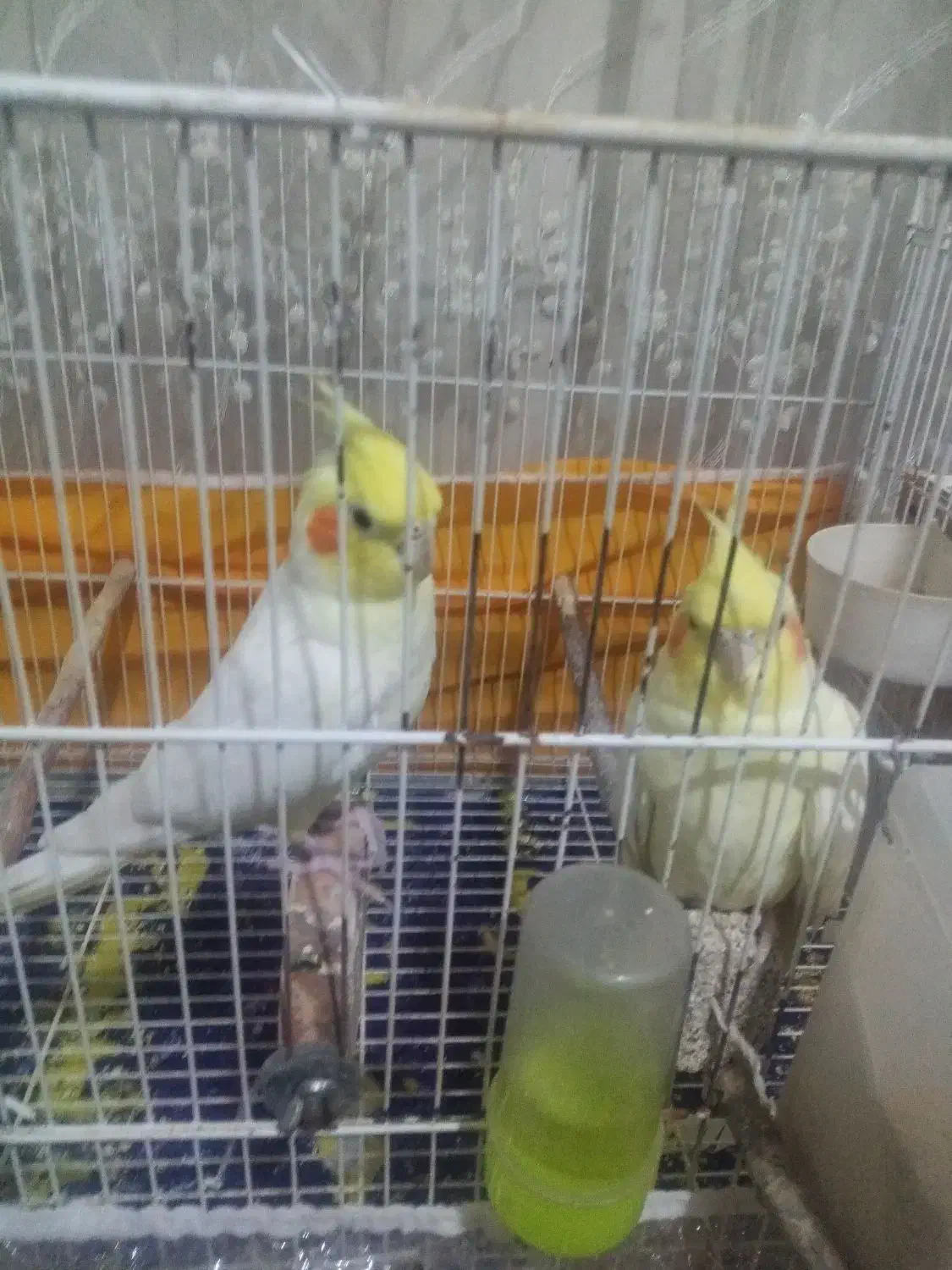 یک جفت لوتینو|پرنده|مشهد, شهید قربانی|دیوار