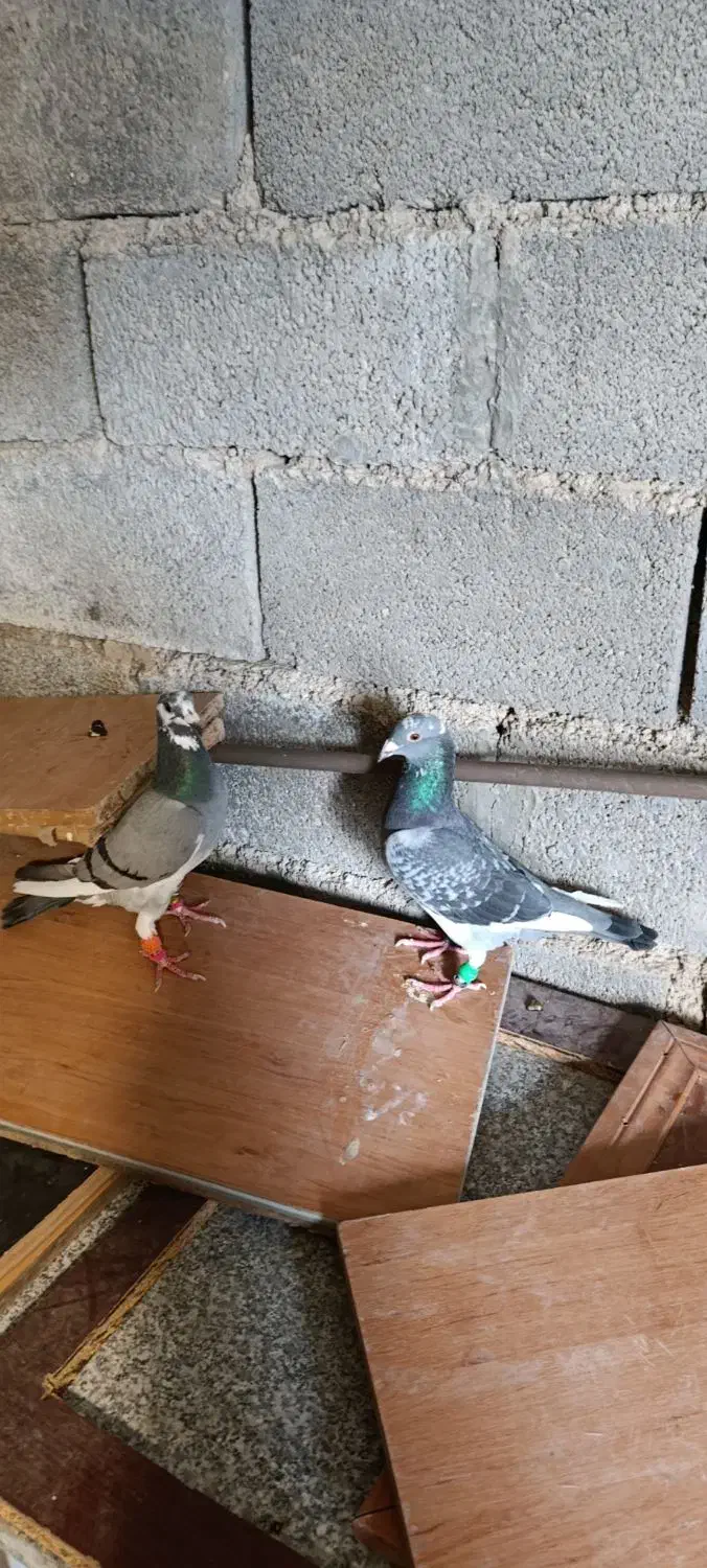 جفت پلاکی در حد|پرنده|برازجان, |دیوار