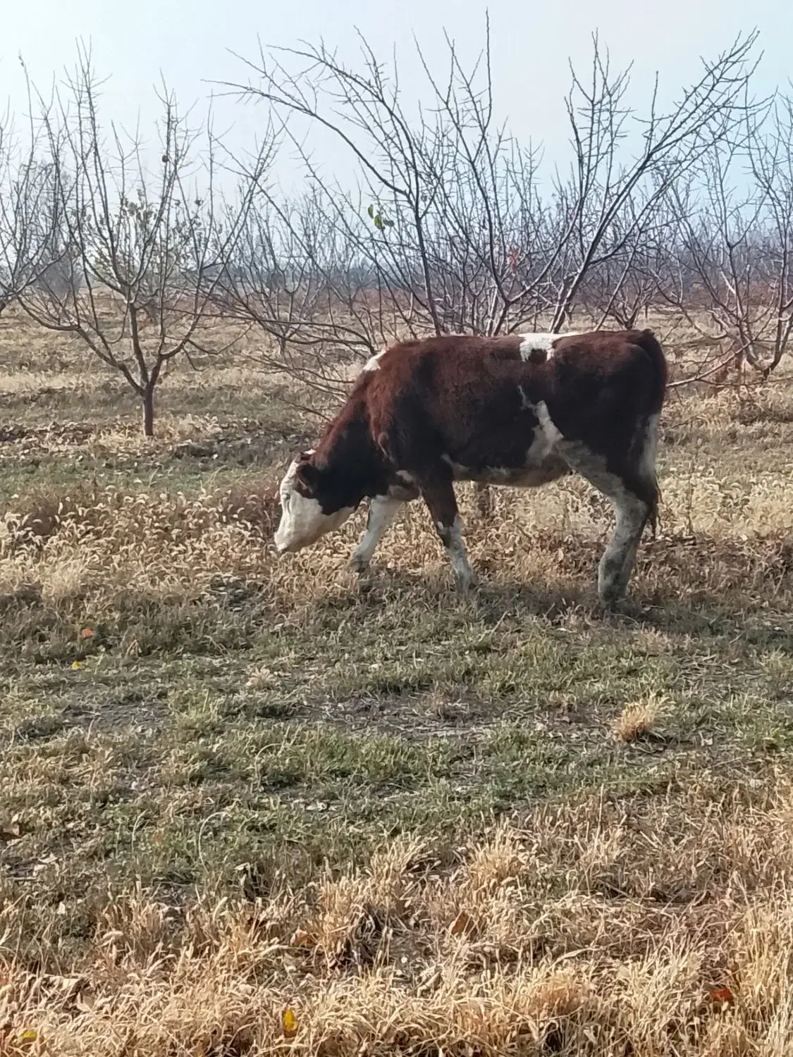 گوساله اصل سمینتال پای کل وگوسال|حیوانات مزرعه|نوشین شهر, |دیوار