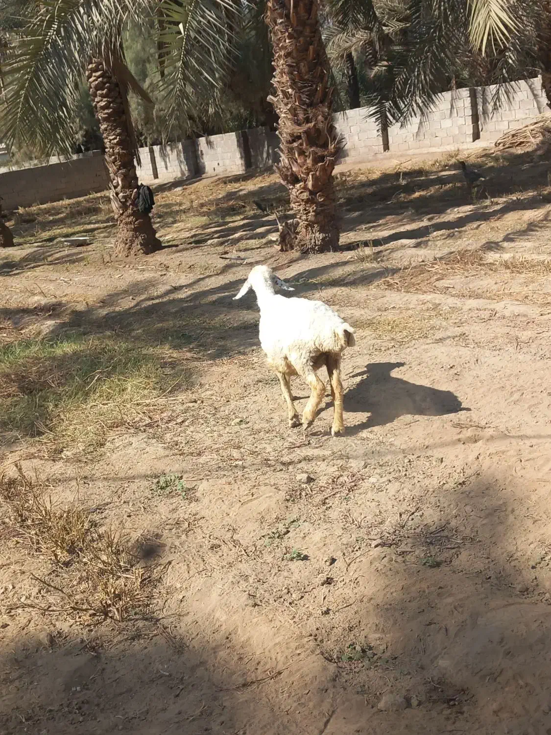 یک میش دورگ شیرازی ابستن سنگین|حیوانات مزرعه|جیرفت, |دیوار