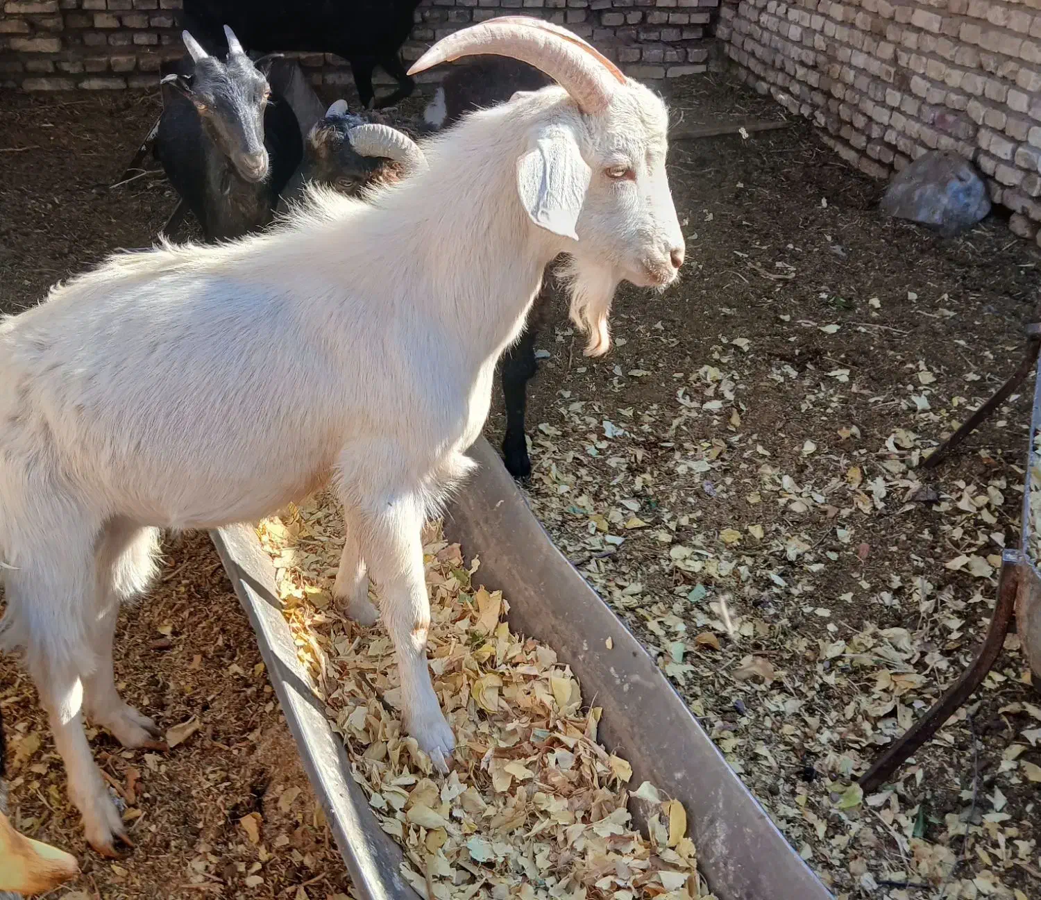 نر بز|حیوانات مزرعه|رفسنجان, |دیوار