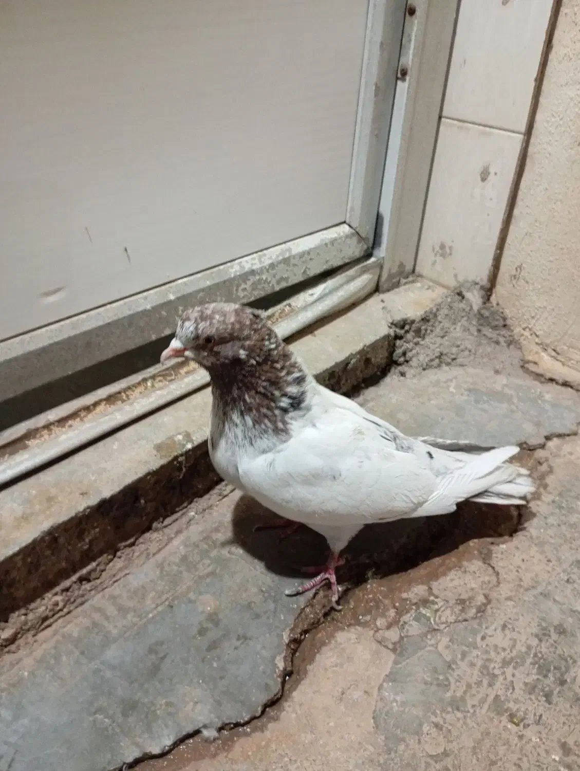 کبوتر|پرنده|مسجد سلیمان, |دیوار