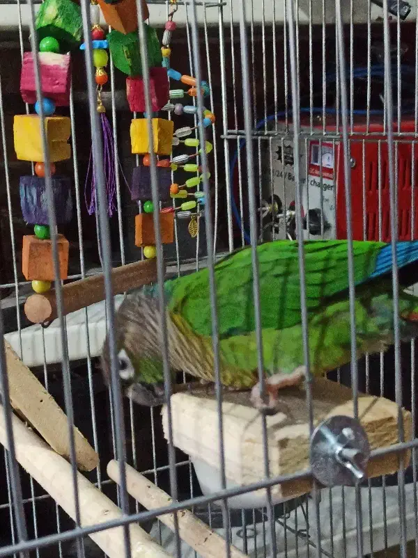 طوطی گرینچک|پرنده|مشکین‌دشت, |دیوار