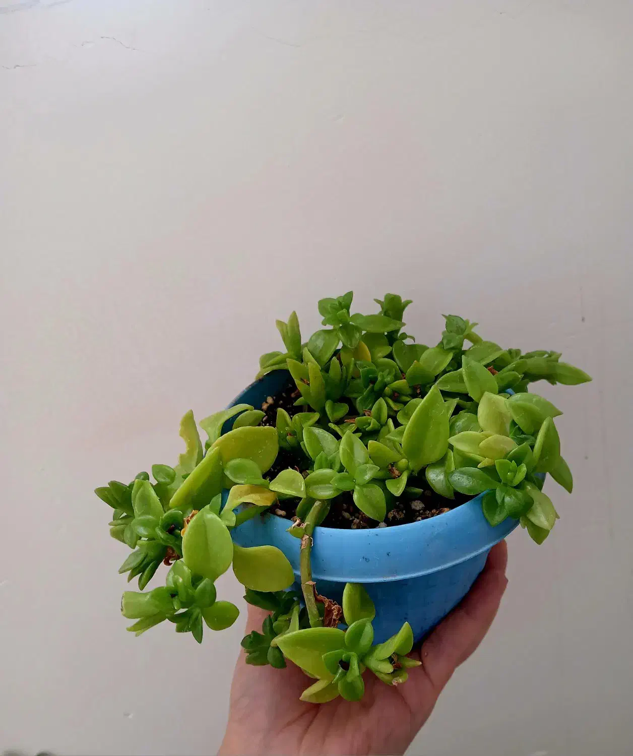 گل طبیعی|گل و گیاه طبیعی|شاهرود, |دیوار