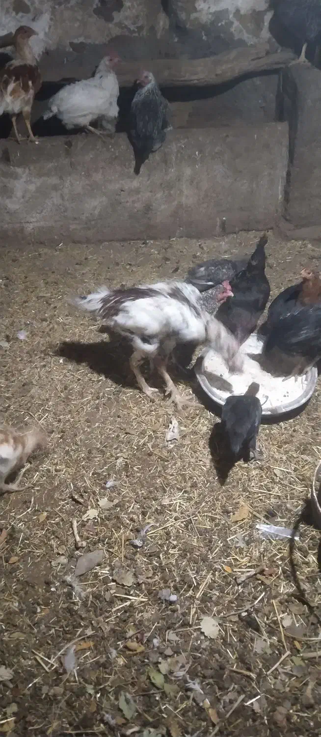 خروس لاری|حیوانات مزرعه|مریوان, |دیوار