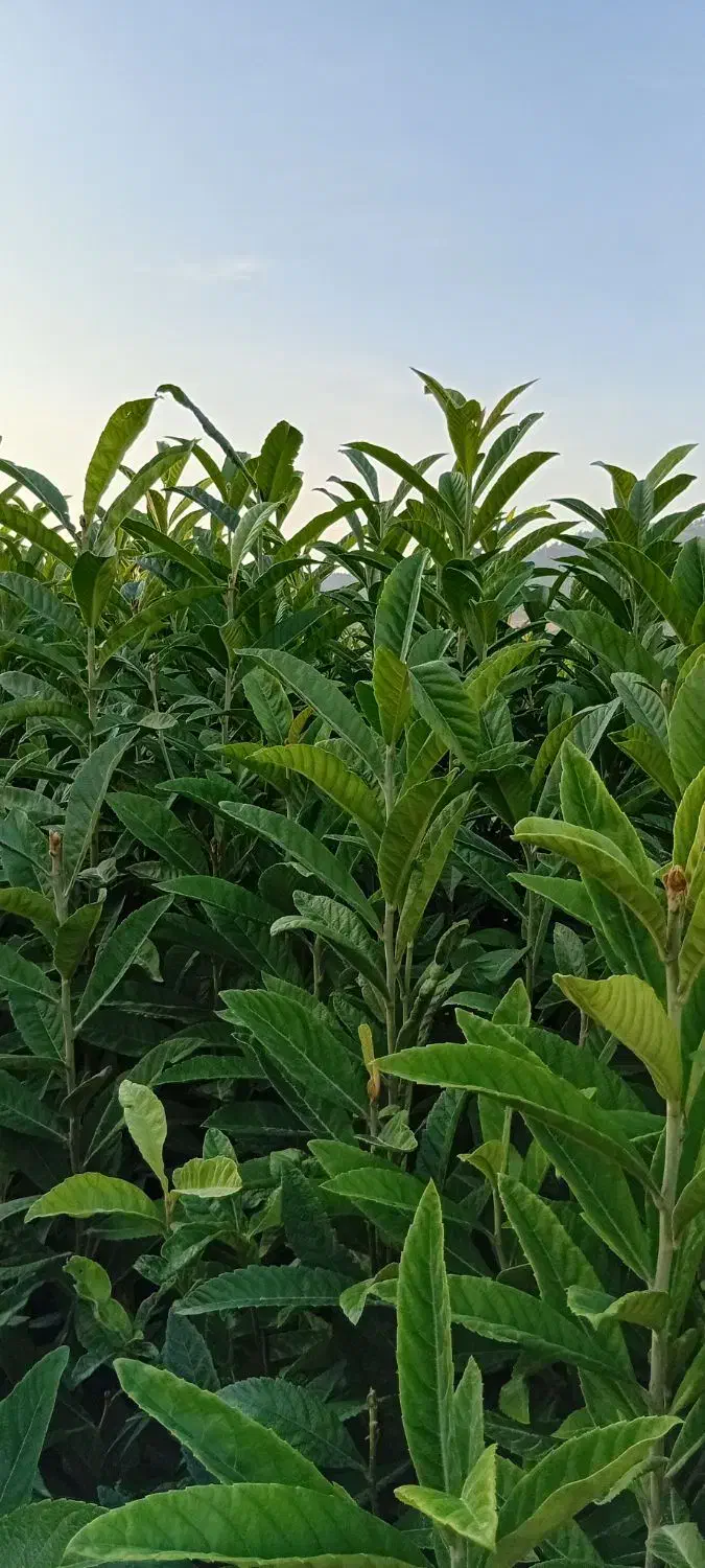 نهال ازگیل|گل و گیاه طبیعی|خان ببین, |دیوار