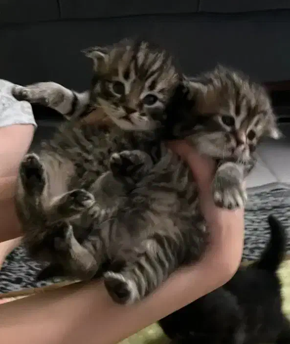 اسکاتیش چینچیلاهای شکلاتی|گربه|قم, باسکول|دیوار