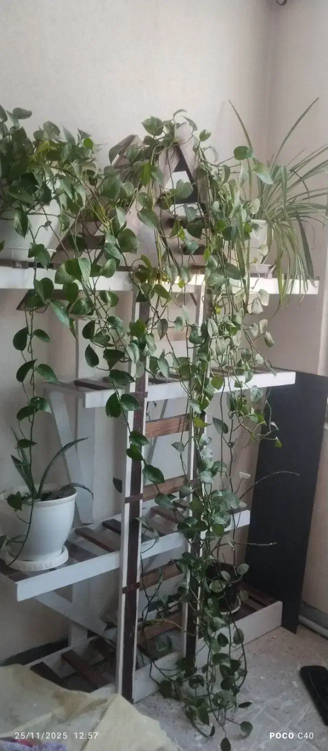 جا گلدانی چوبی|گل و گیاه طبیعی|پاکدشت, پاکدشت (مامازند)|دیوار