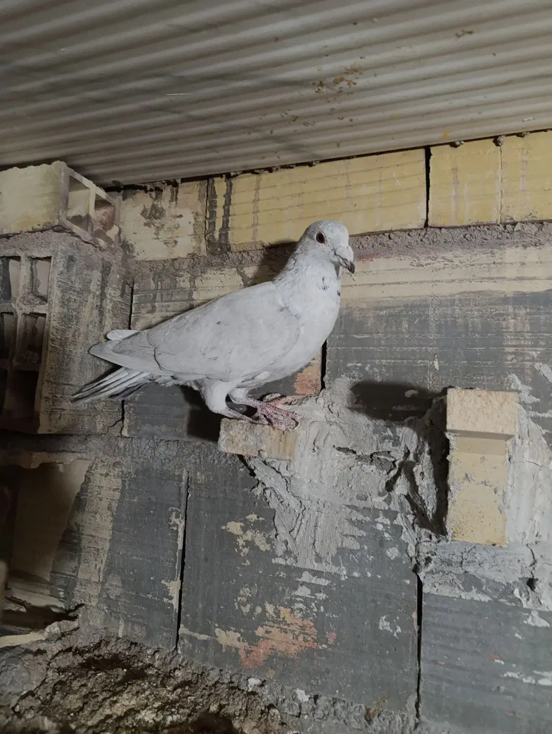 سارموشی نرصیدپریشب|پرنده|طبس, |دیوار