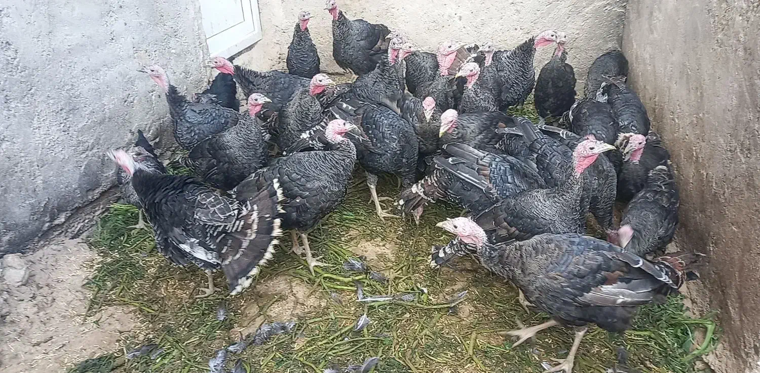 بوقلمون. آماده پروار شدن|حیوانات مزرعه|رزن, |دیوار