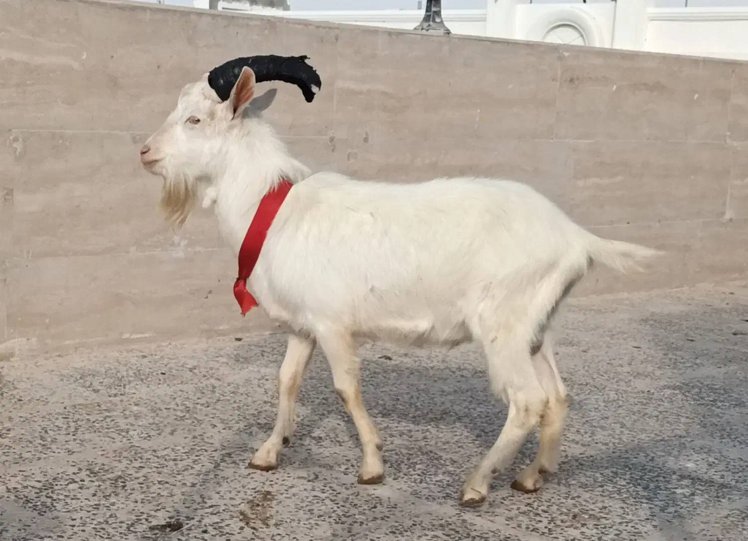 سانن از نژاد شیری اصل فرانسه|حیوانات مزرعه|اشتهارد, |دیوار