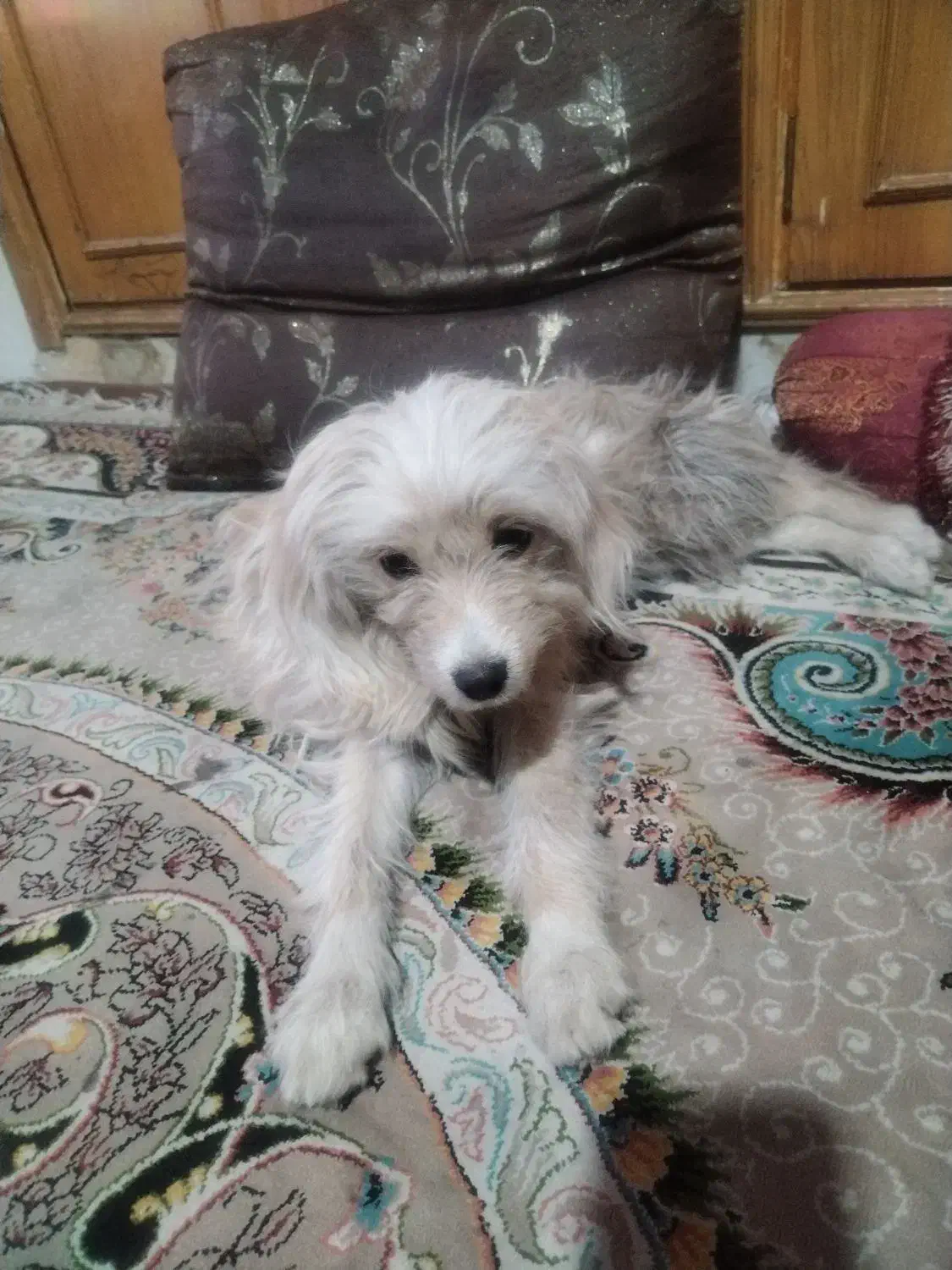 سگ کامل دستی|سگ|اصفهان, هیستان|دیوار