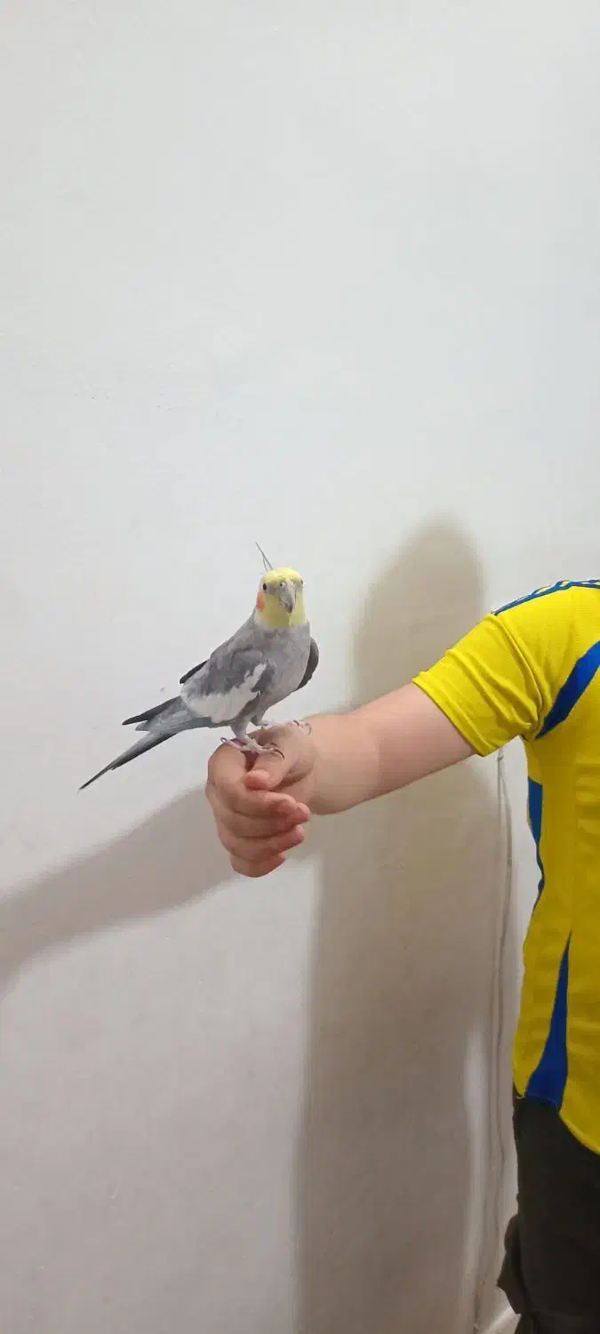 عروس هلندی نر سینامون آهویی سخنگو|پرنده|قرچک, مهدیه|دیوار