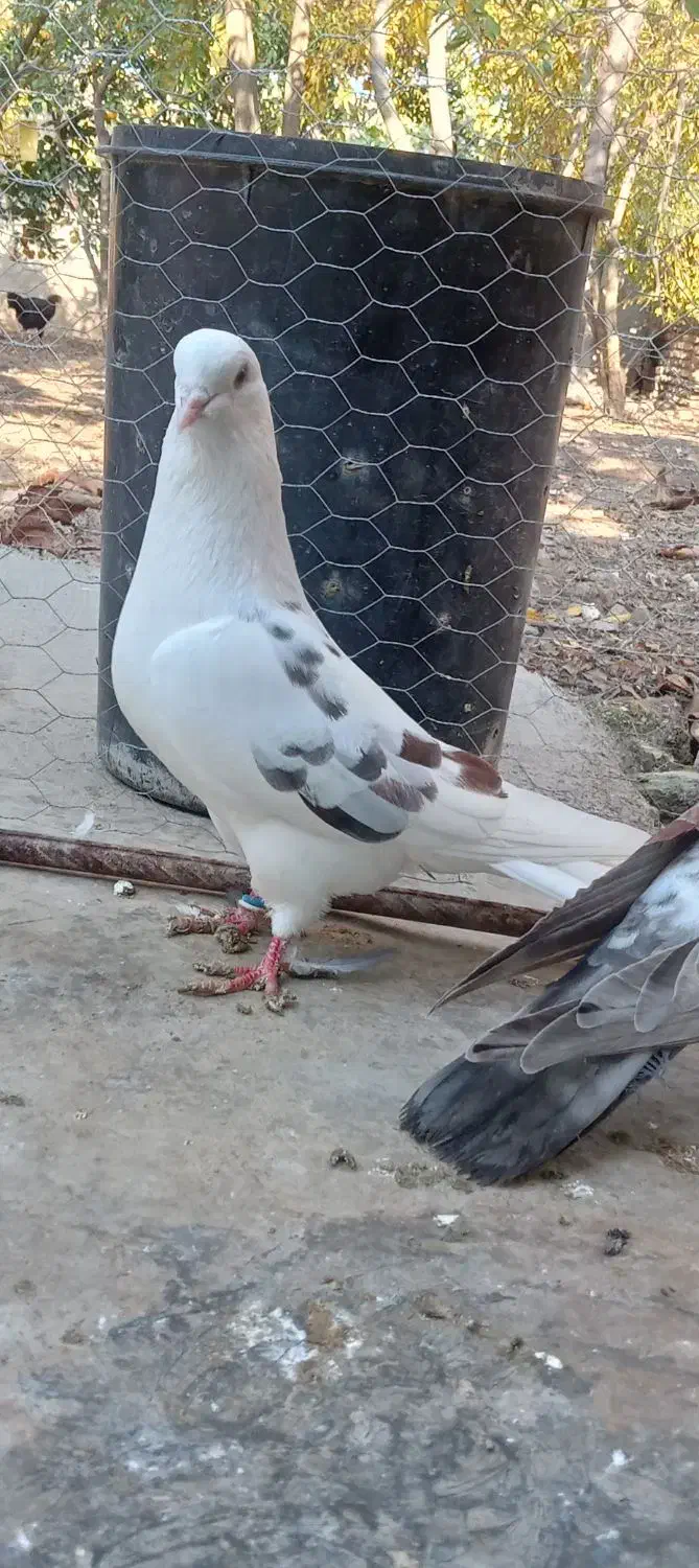 کفتر|پرنده|دلند, |دیوار