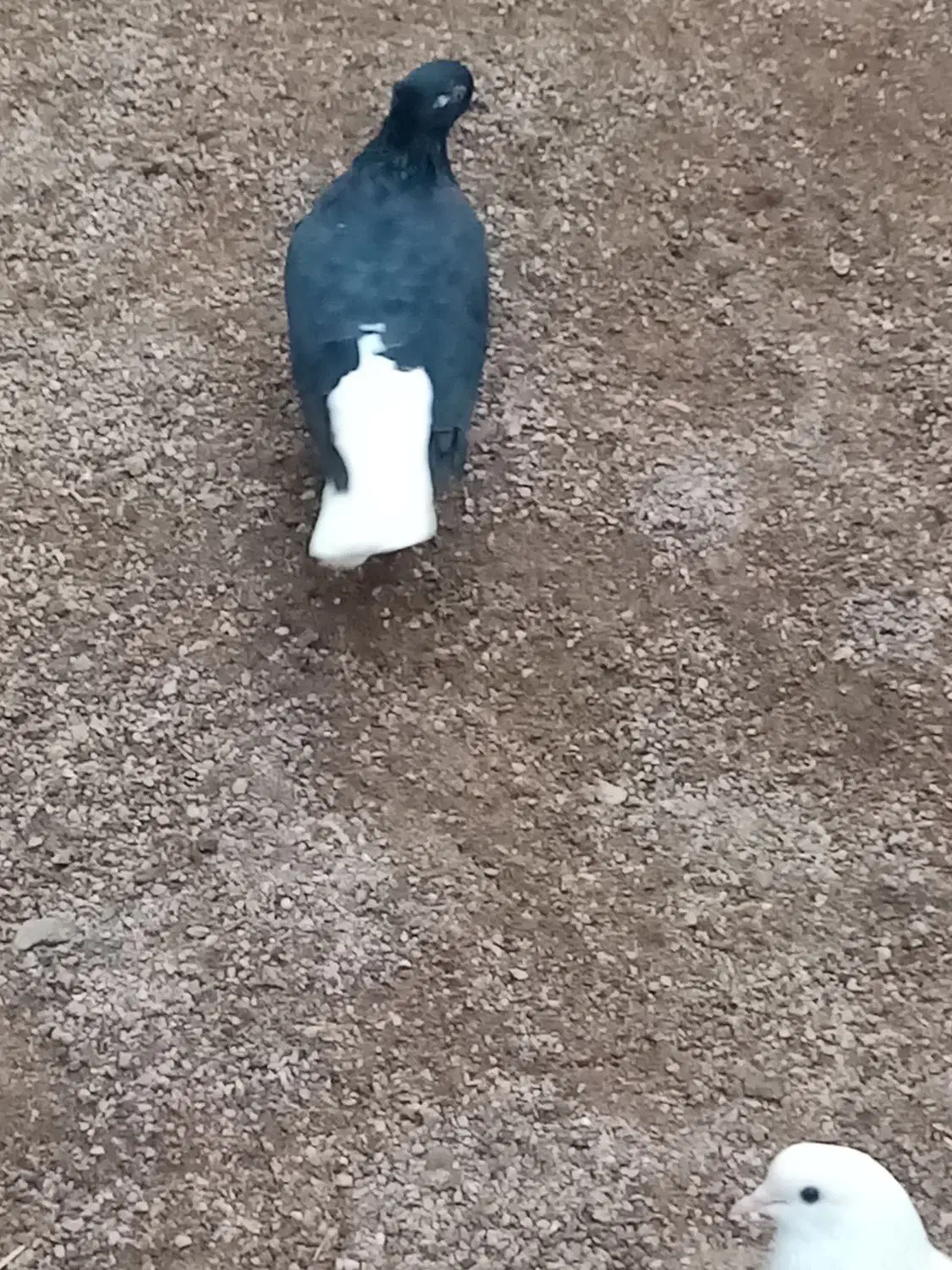 کبوتر فروشی نگین شهر|پرنده|آزادشهر, |دیوار