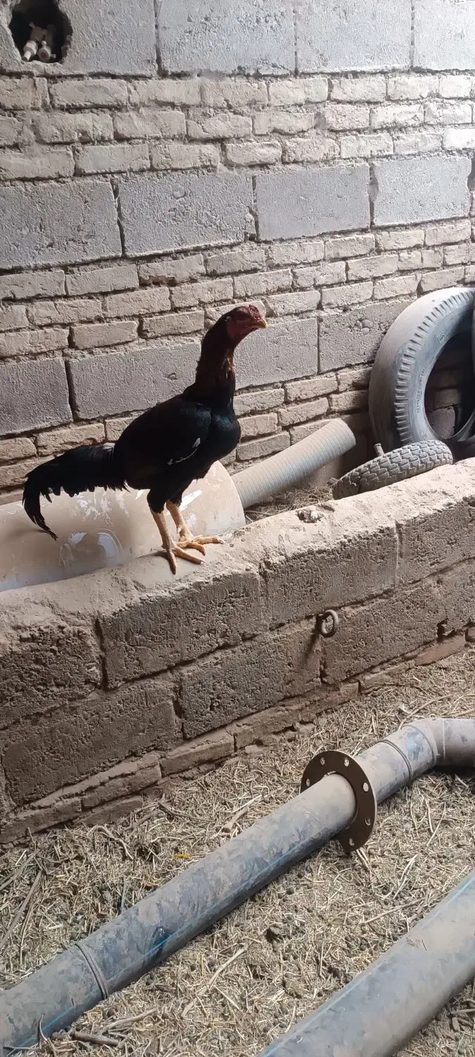 خروس لاری|پرنده|لیلان, |دیوار