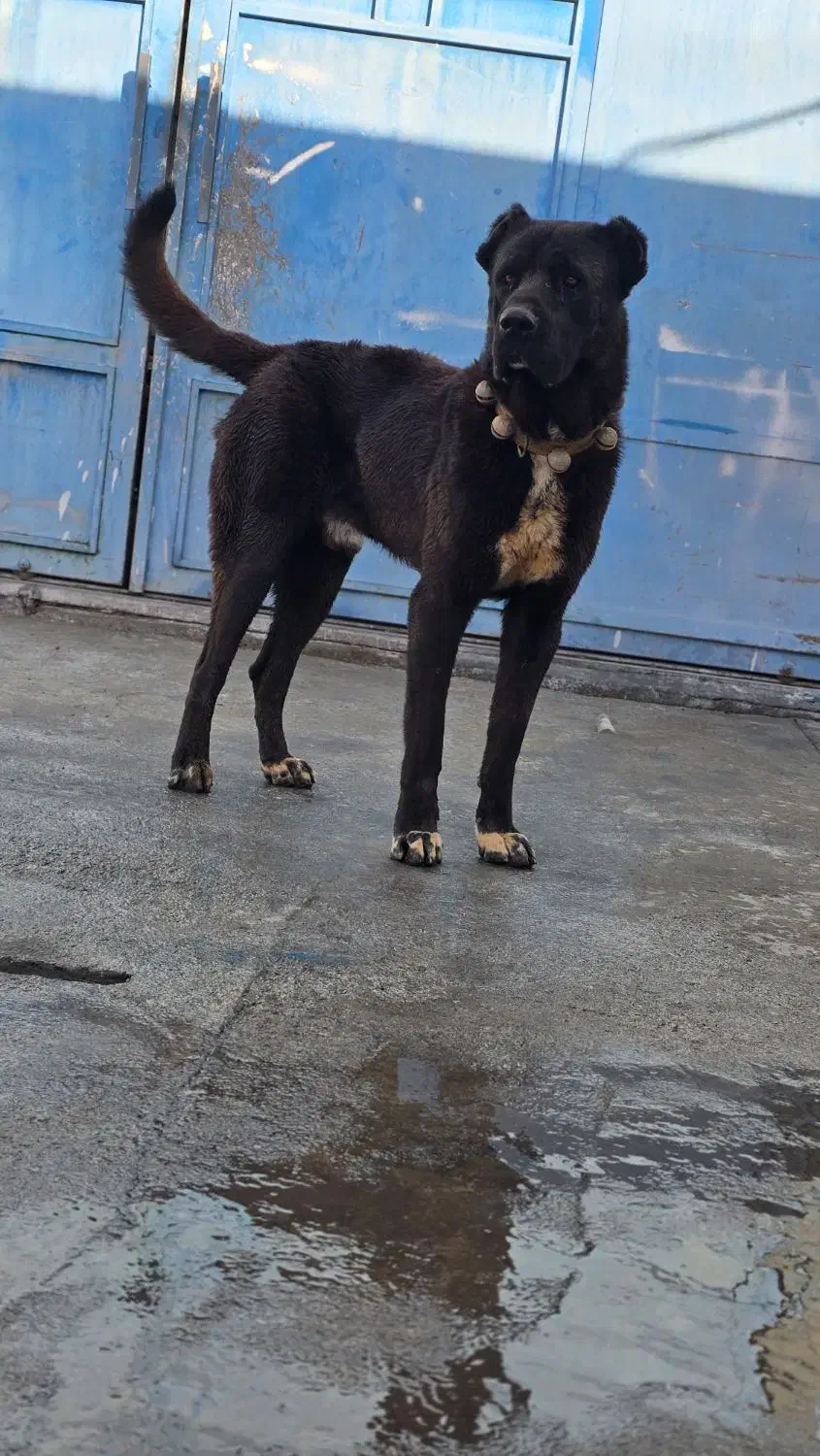 سگ سرابی|سگ|اصفهان, جوزدان الیادران|دیوار