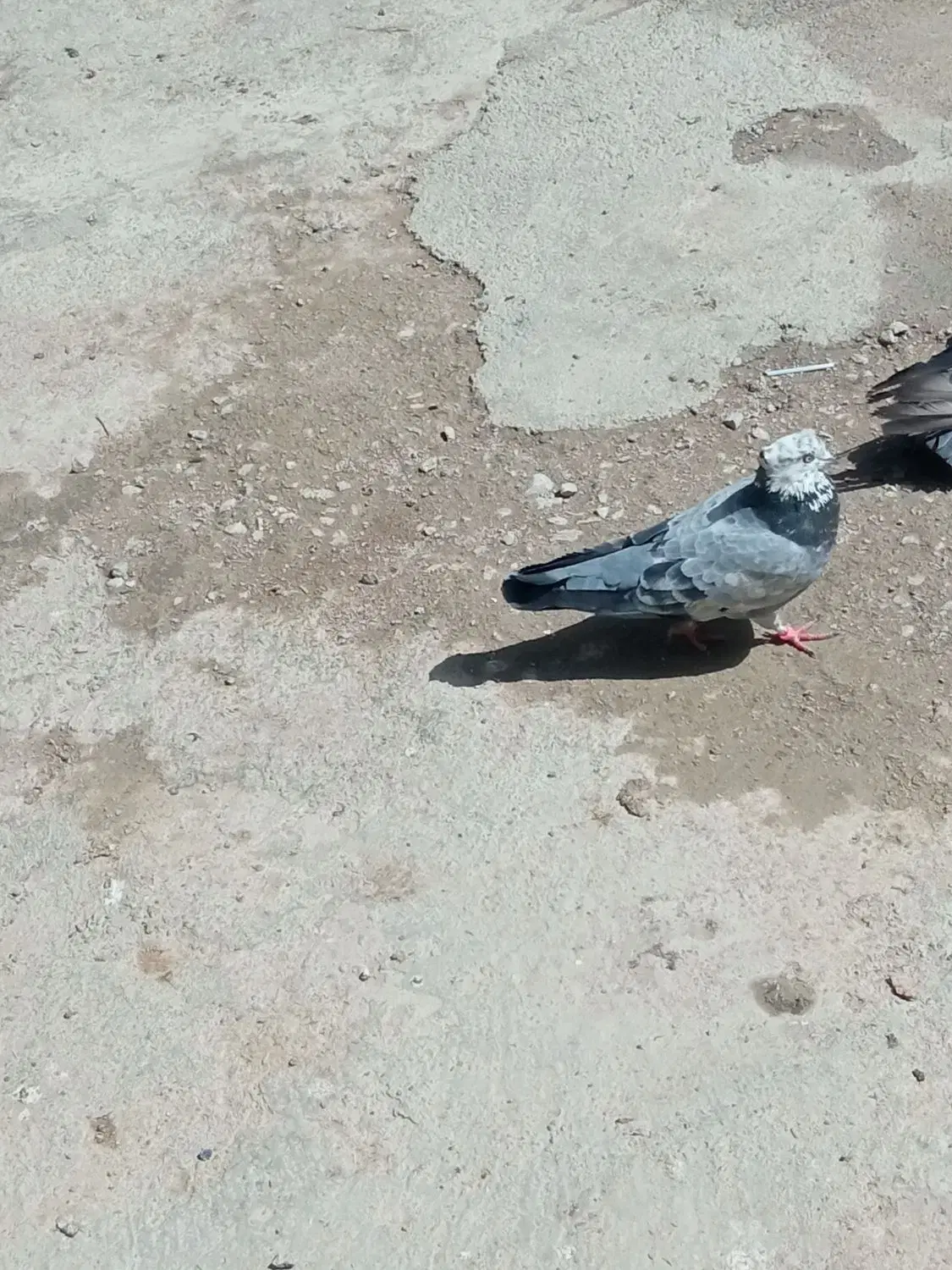 کبوتر نر|پرنده|لاران, |دیوار
