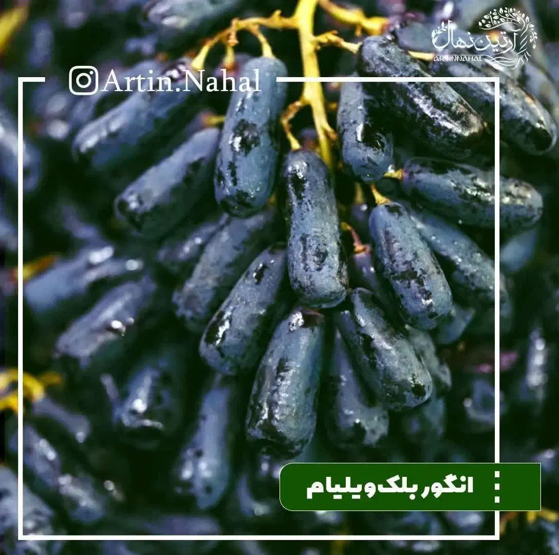 نهال انگور شناسنامه دار درجه یک|خدمات باغبانی و درختکاری|کاشان, فاز ۱ ناجی آباد|دیوار