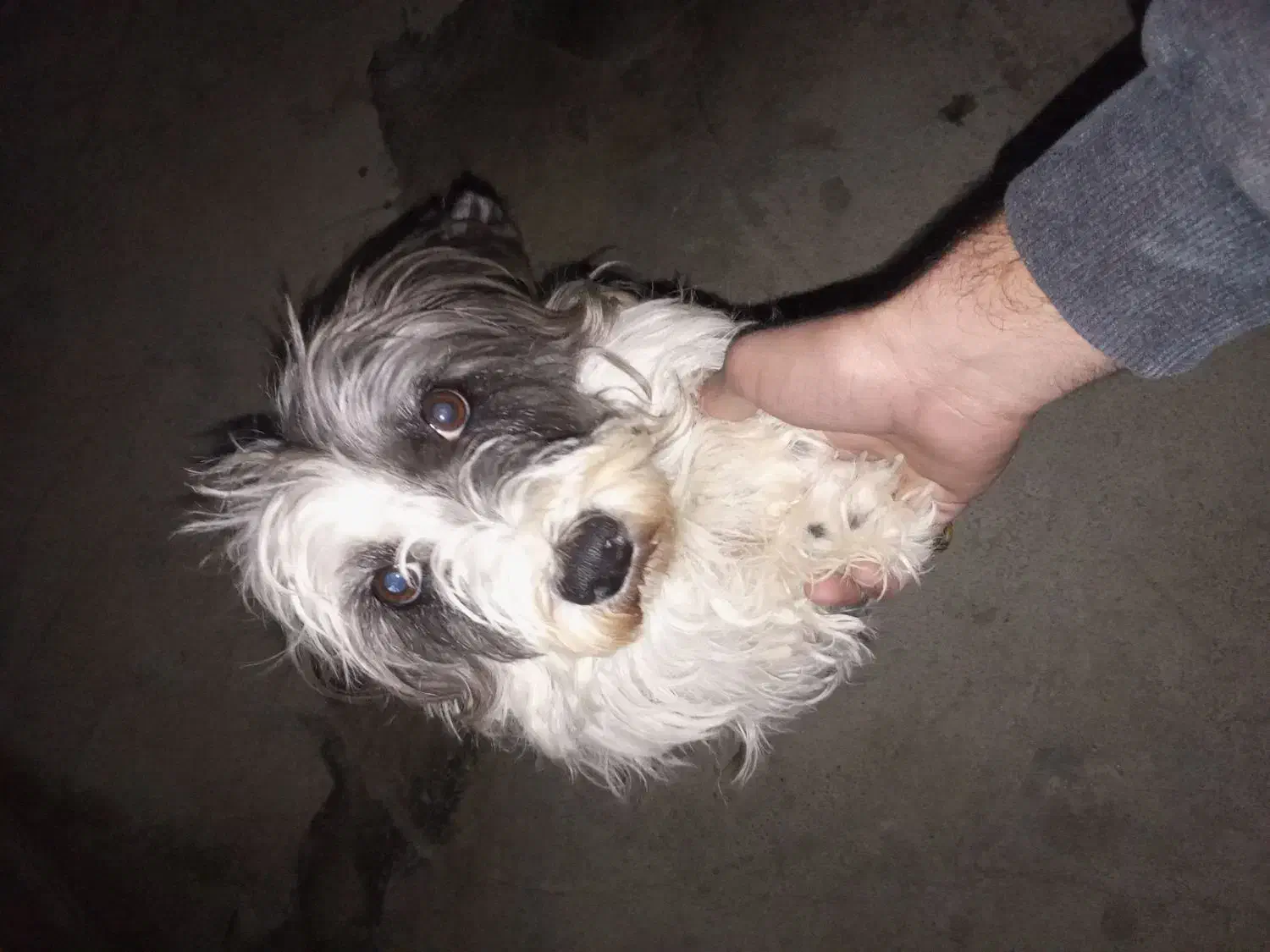 سگ ماده شیتزو|سگ|بوکان, |دیوار