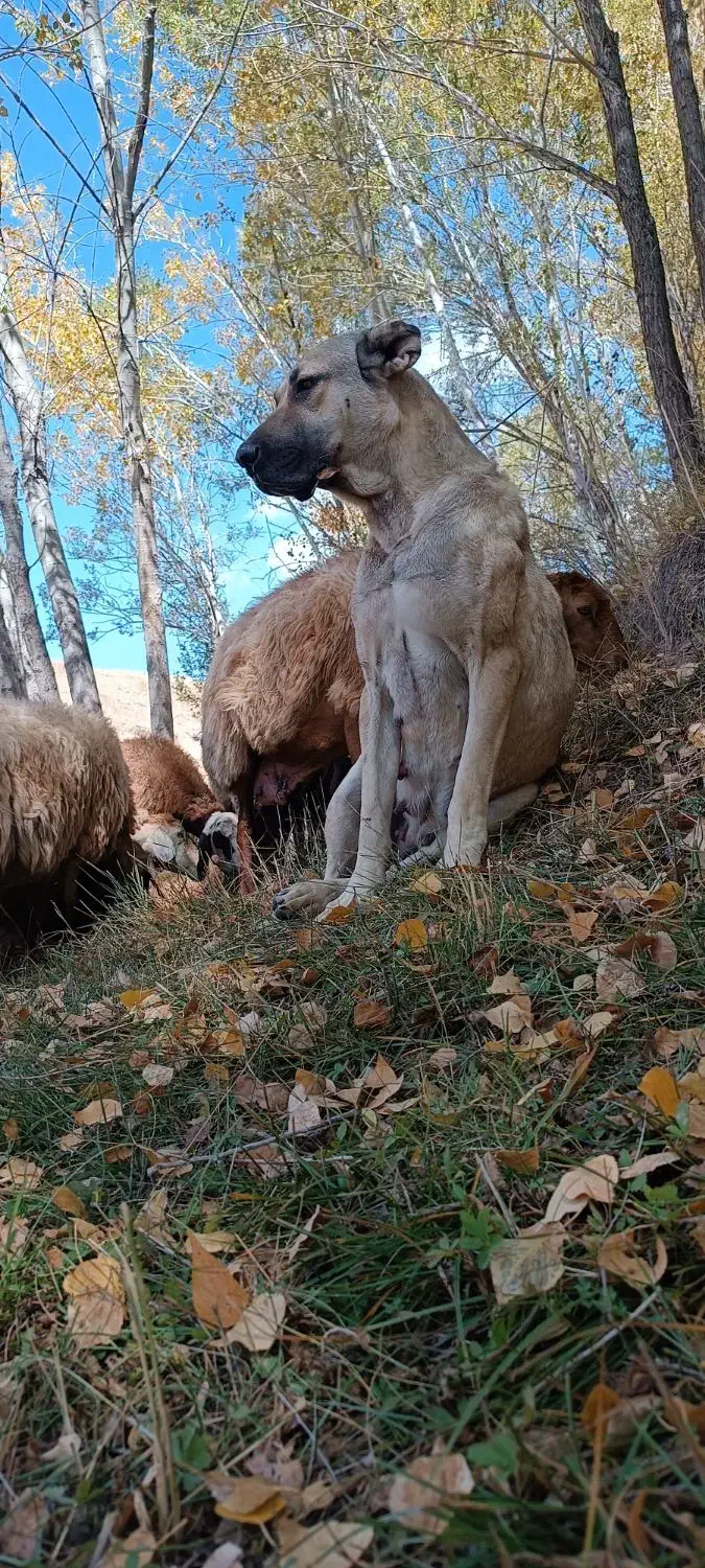 ماده گوزل|سگ|ورزقان, |دیوار