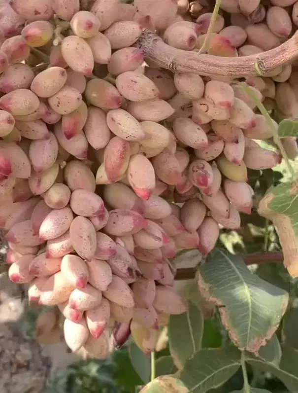 تقریبا ۲۵۰۰متر باغ ویلا|فروش دفتر صنعتی، کشاورزی، تجاری|بوئین زهرا, |دیوار