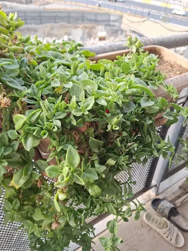 گلدان با پایه 7 عدد|گل و گیاه طبیعی|قمرود, |دیوار