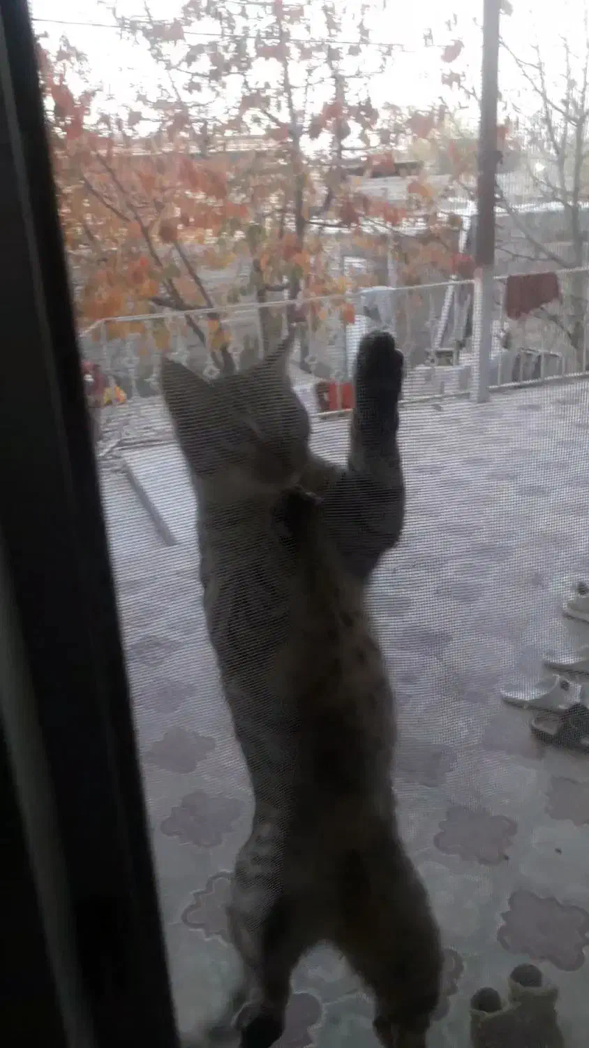 گربه خانگی|گربه|مشگین شهر, |دیوار