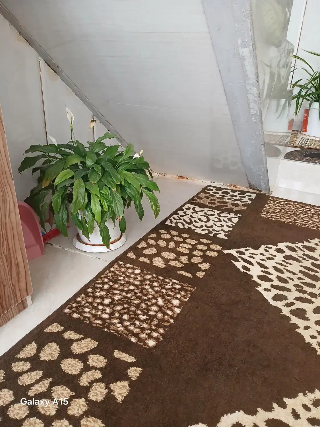 گلهای زیباوشاداب|گل و گیاه طبیعی|حمیل, |دیوار