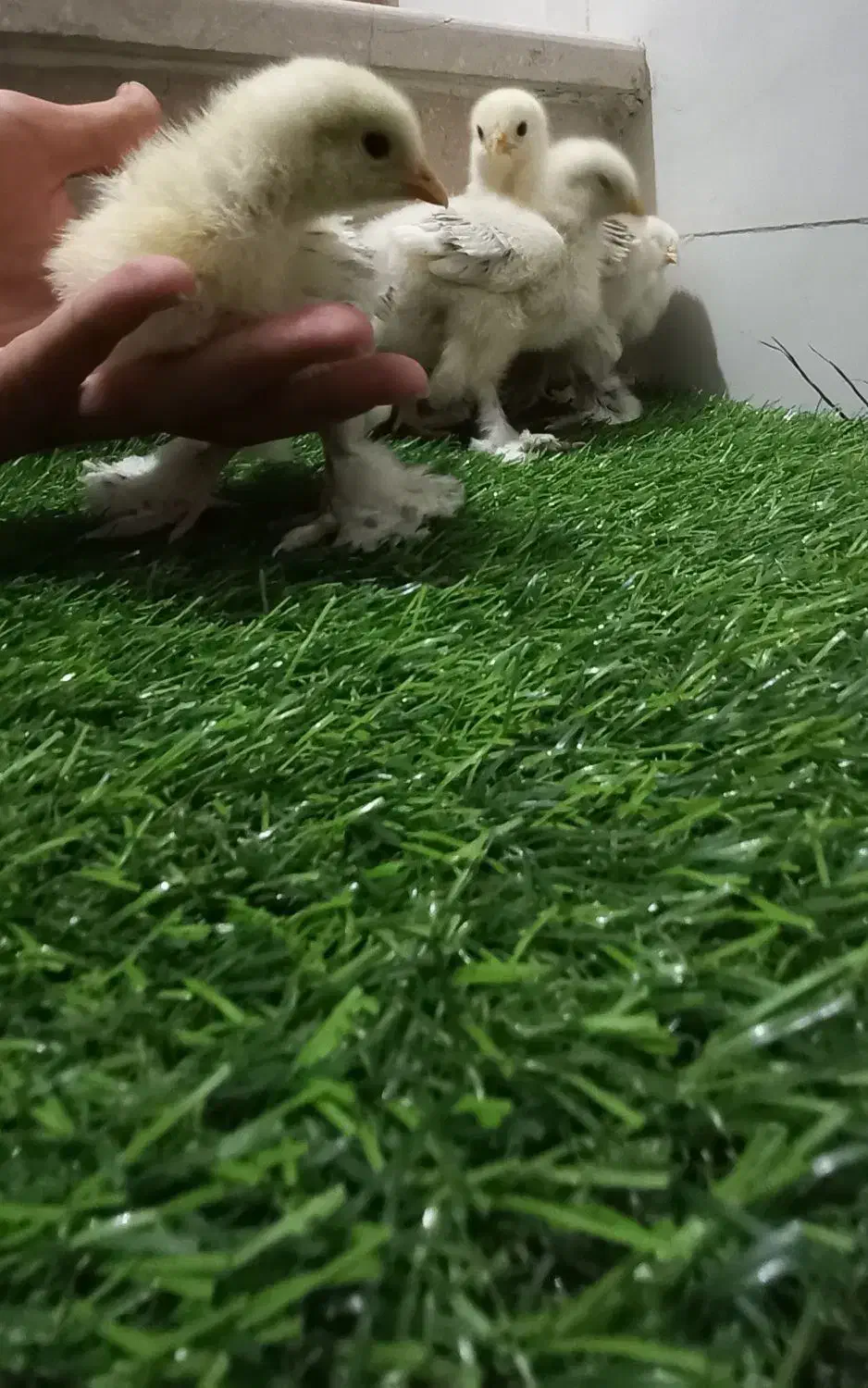 جوجه برهما لایت ۲ماه و ۱۰ روزه اصیل وتخم نطفه دار|حیوانات مزرعه|اصفهان, مارچین|دیوار