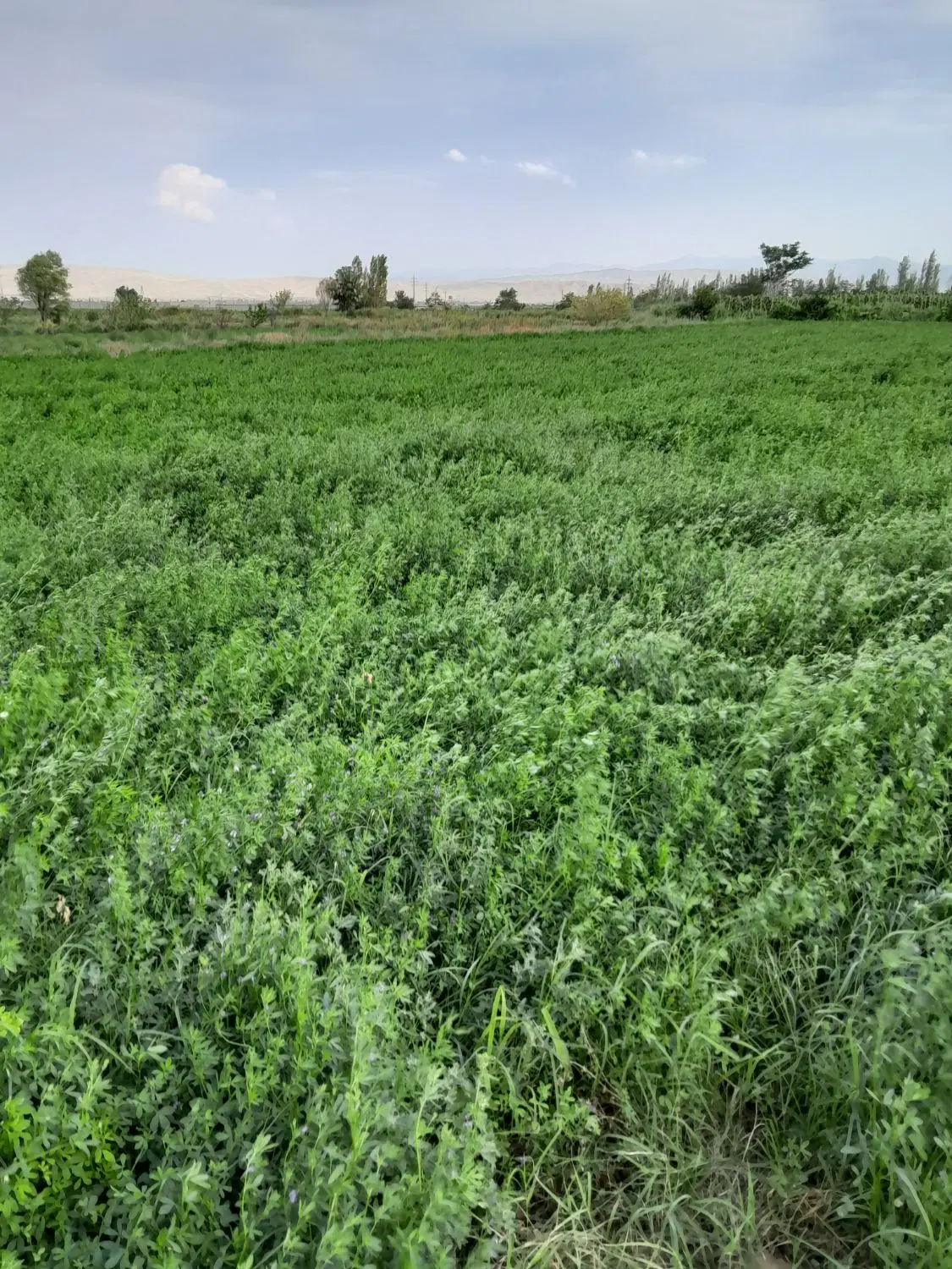یونجه|لوازم جانبی حیوانات|خوی, |دیوار