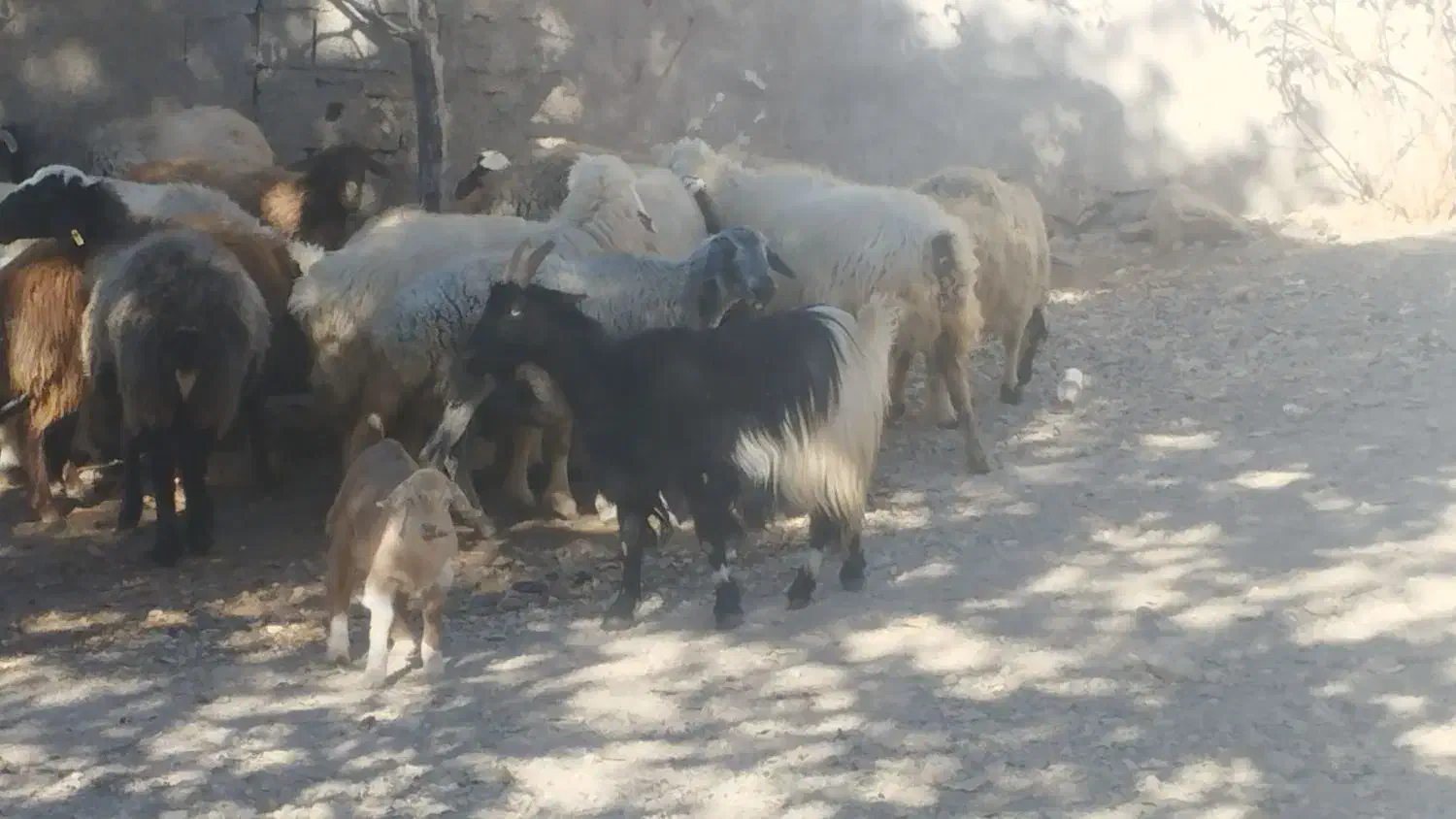 بزجوان خلج با کهره نر ومیش|حیوانات مزرعه|یاسوج, |دیوار