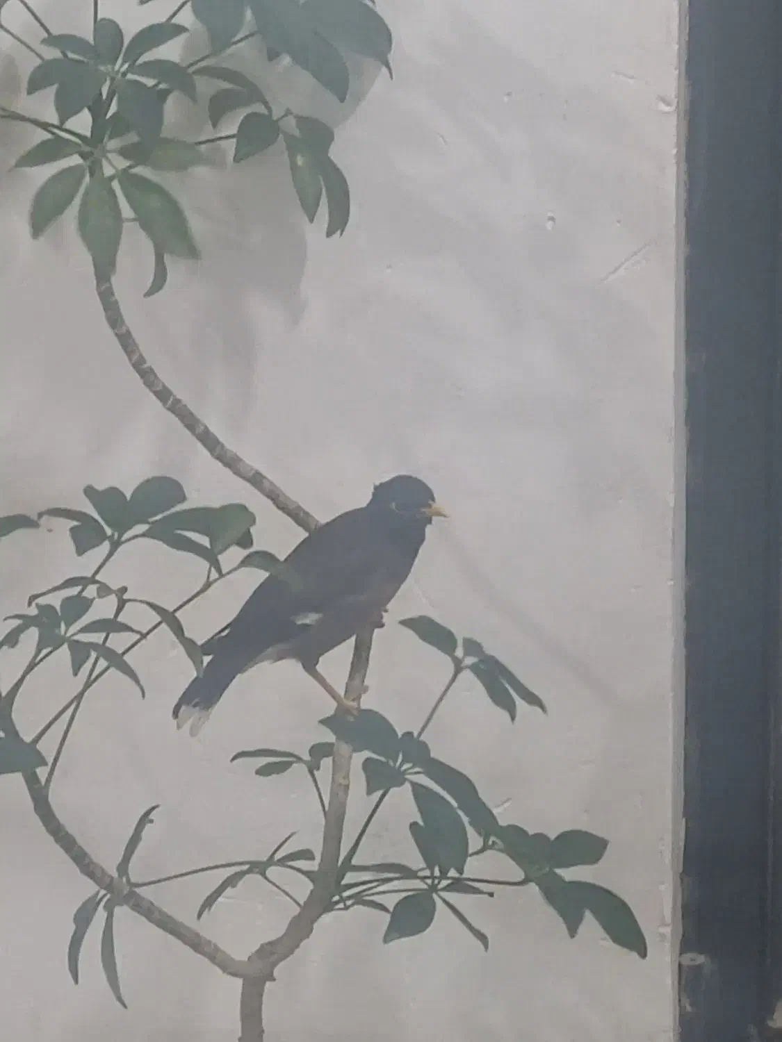 مرغ مینا|پرنده|جیرفت, |دیوار