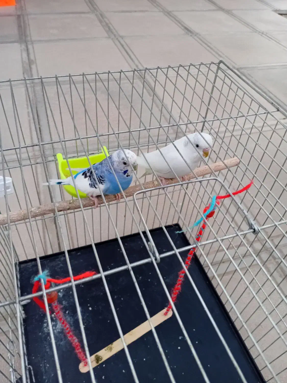 مرغ عشق|پرنده|بافت, |دیوار