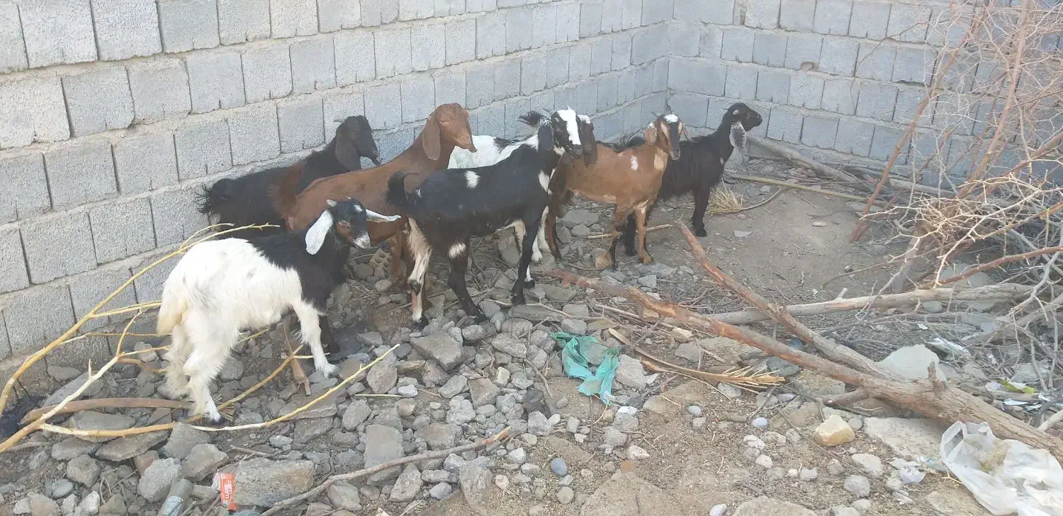 ۷ تا کهره مناسب|حیوانات مزرعه|اسماعیلی, |دیوار