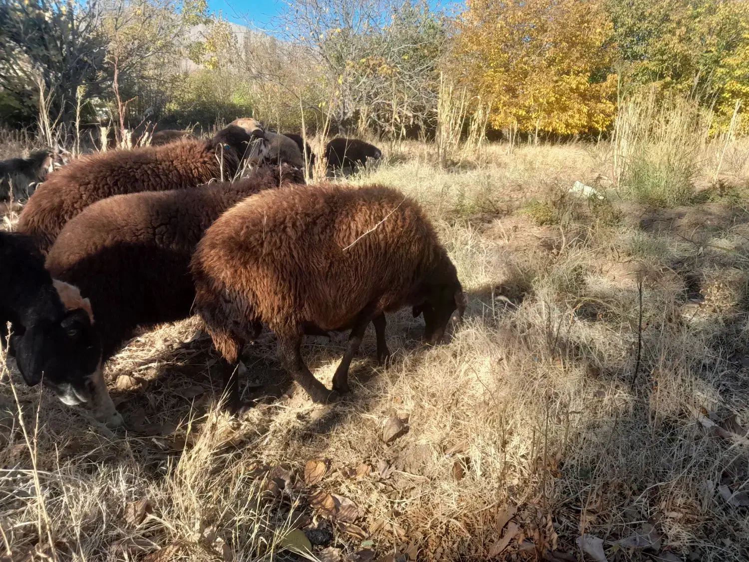 میش گوسفند|حیوانات مزرعه|زاغه, |دیوار