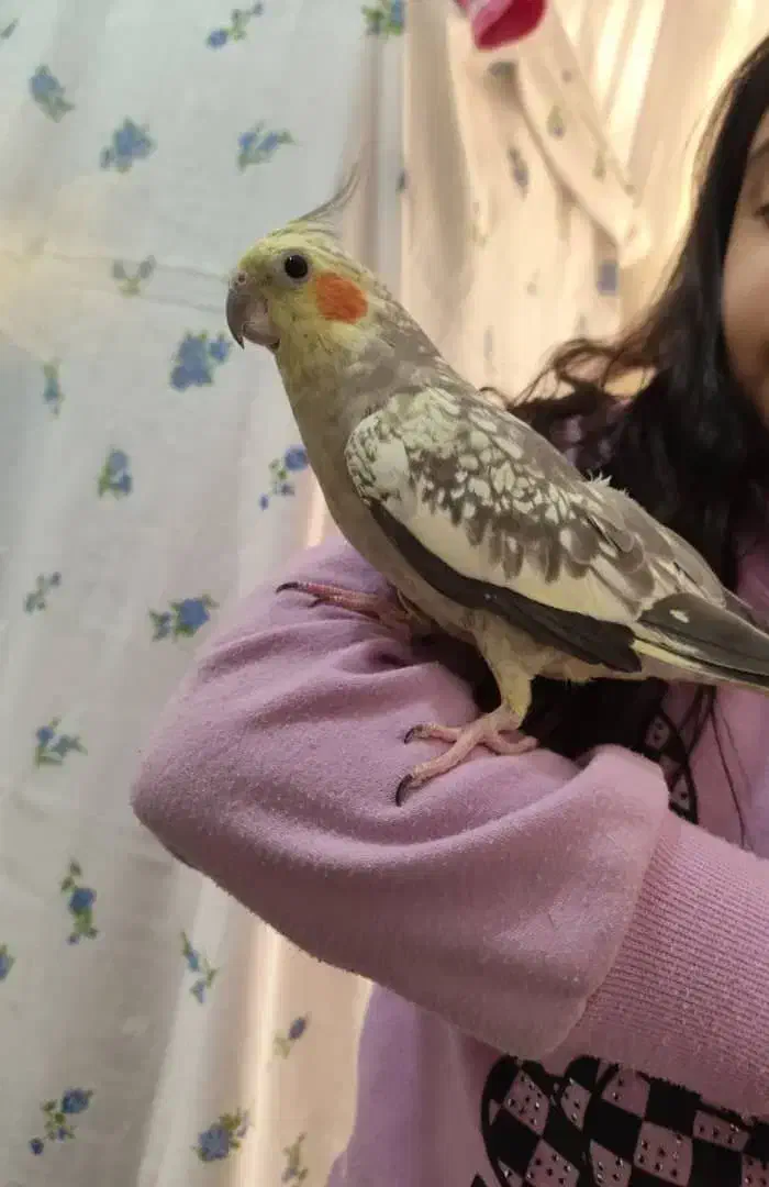 جفت عروس هلندی لوتینو معاوضه با دوچرخه|پرنده|پاکدشت, پاکدشت (مامازند)|دیوار