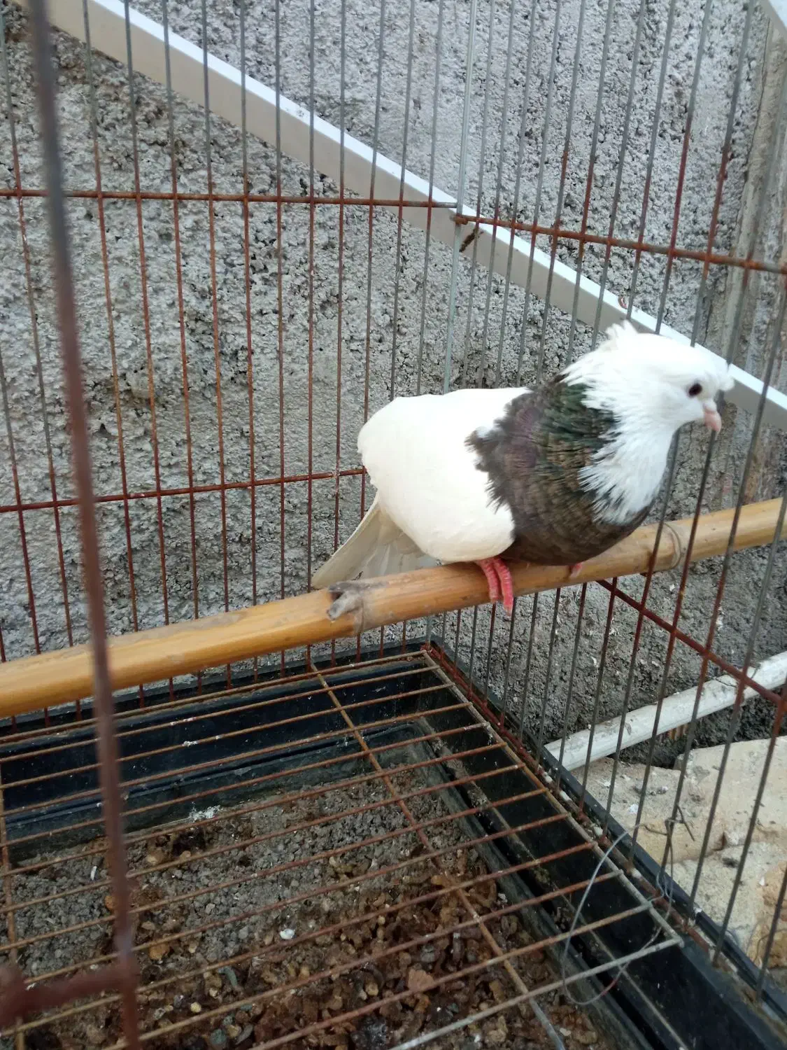 کبوتر طوقی ماده|پرنده|آستانه اشرفیه, |دیوار