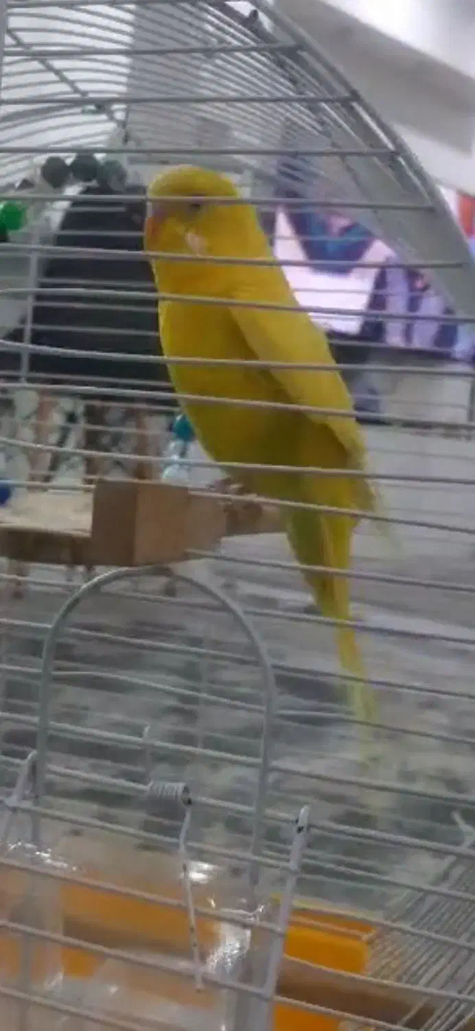 مرغ عشق فول اهلی و سخنگو|پرنده|تبریز, |دیوار