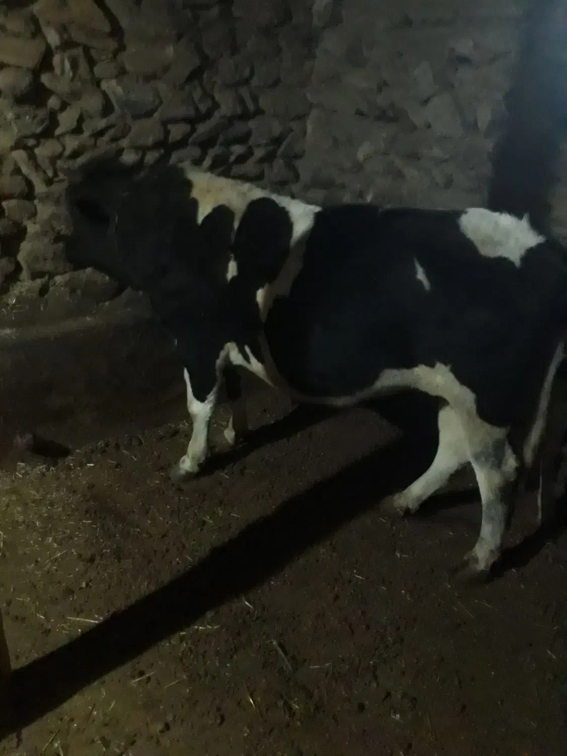 گاو نر گوشتی|حیوانات مزرعه|سارال, |دیوار