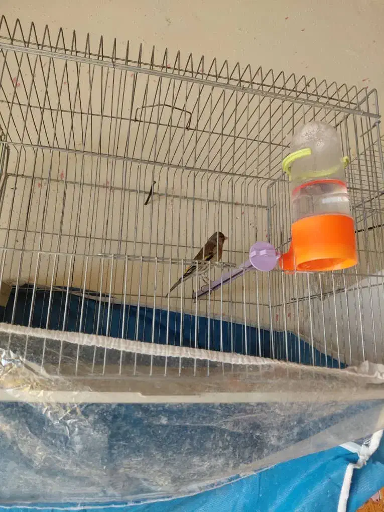 پرنده|پرنده|فیروزآباد (فارس), |دیوار