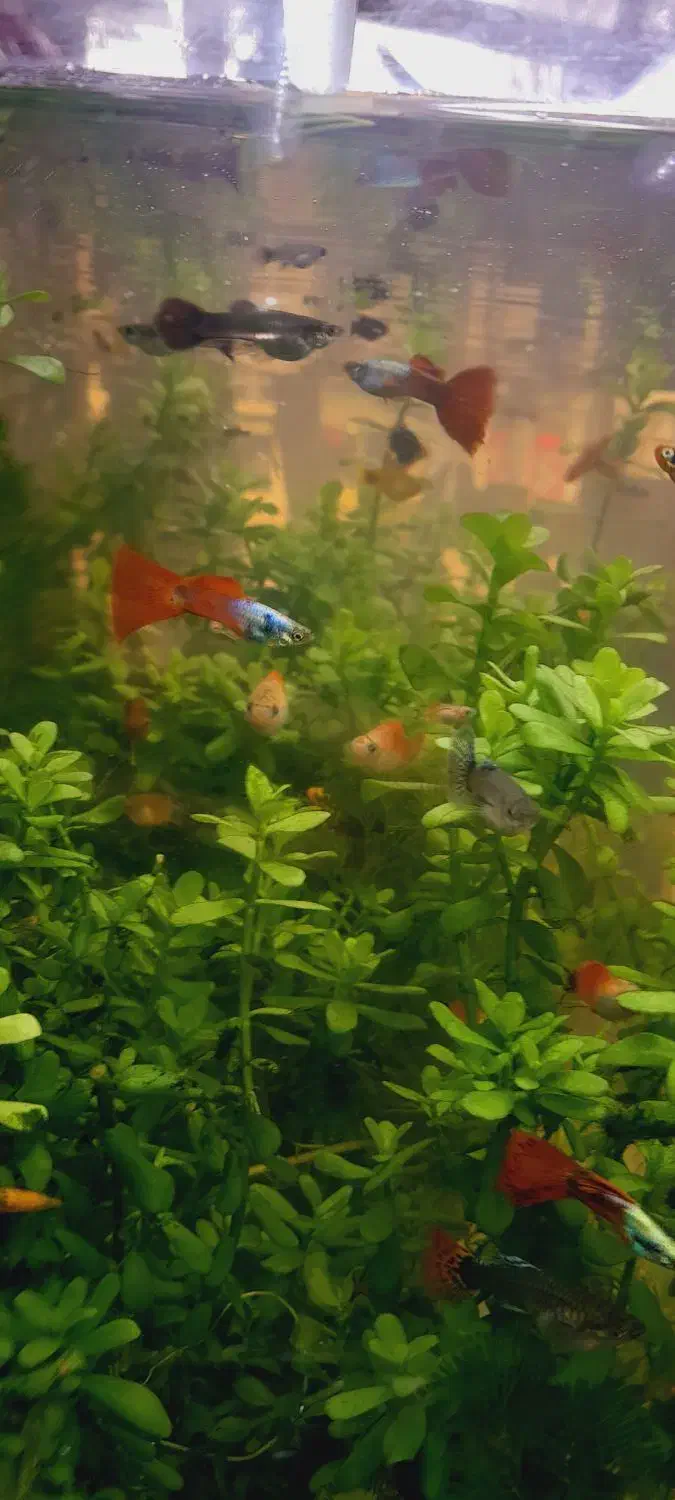 انواع ماهی گیاه خوار|ماهی|اردبیل, |دیوار