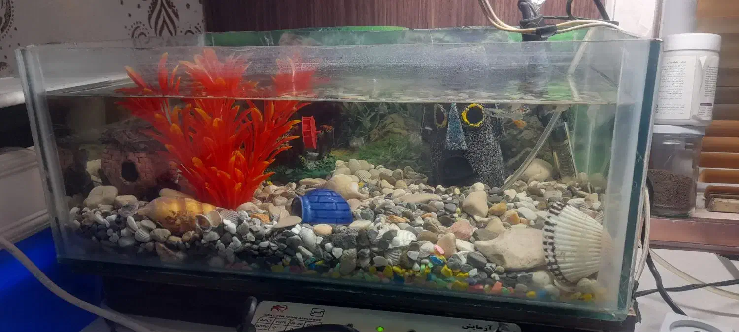 آکواریوم|ماهی|زاهدان, |دیوار