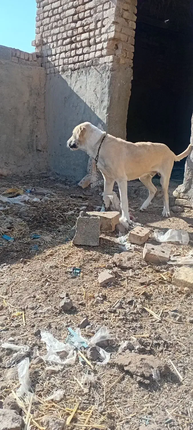 سگس|سگ|طاغنکوه, |دیوار