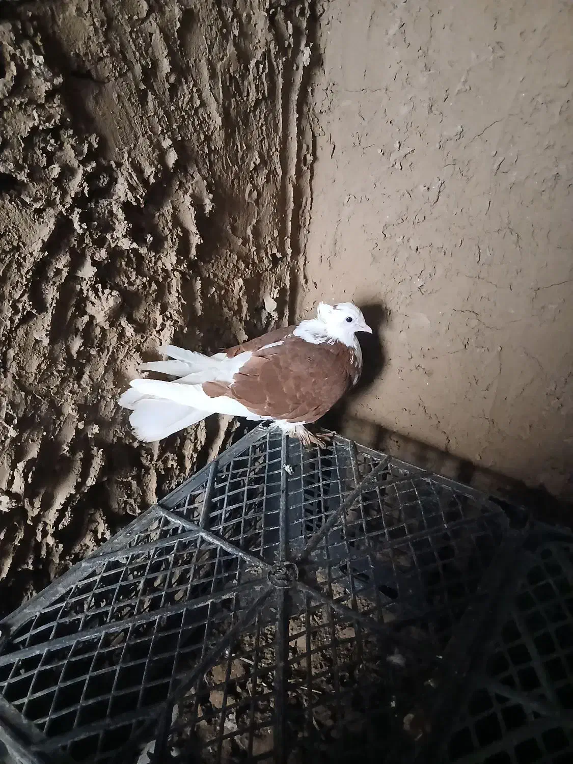 کبوتر|پرنده|بوئین زهرا, |دیوار