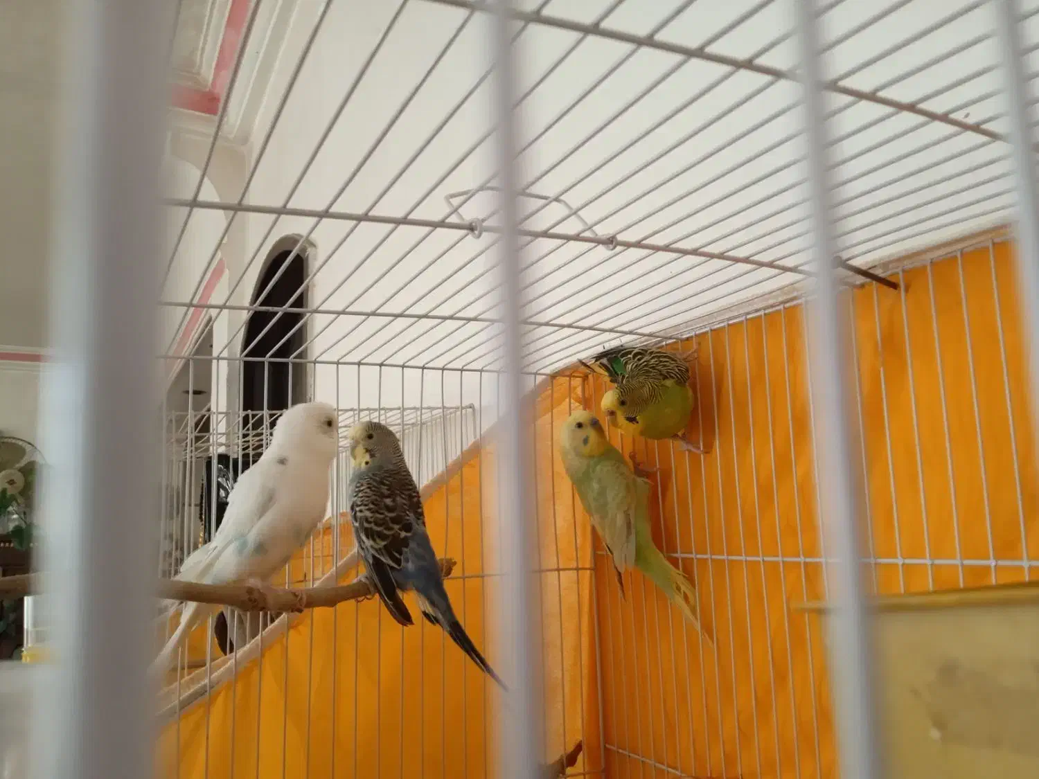 دو جفت مرغ عشق به فروش میرسد|پرنده|مشهد, مهدی آباد (بلوار توس)|دیوار